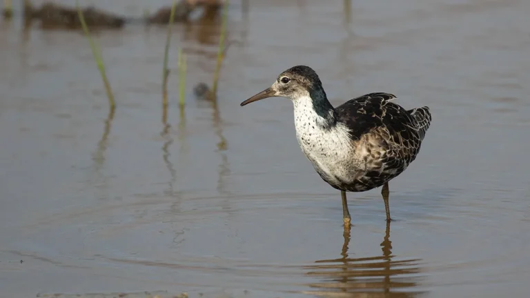 Brushane (hun) i vand