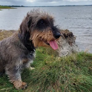 2 hunde på græs ved kyst